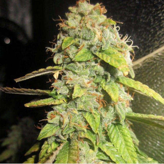 Notorious OG - Female Cannabis Seeds