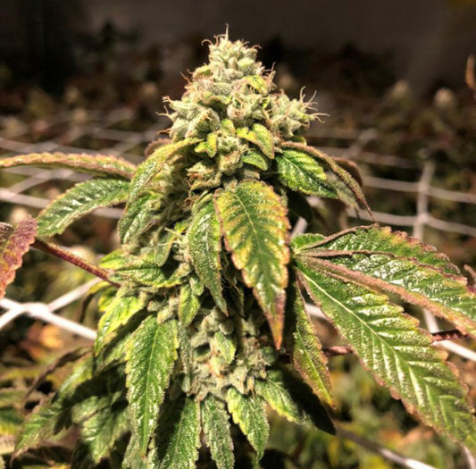 Blue Sherbalato Feminized Cannabis Seeds